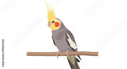 Detailed illustration of a beautiful cockatiel bird with a yellow crest perched on a simple wooden branch against a clean white background.