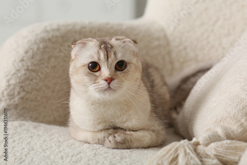 Scottish fold cat lying on ...