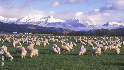 Fotografie New Zealand ,sheep grazing on the south island near Te Anau with the Cameron mountains in background