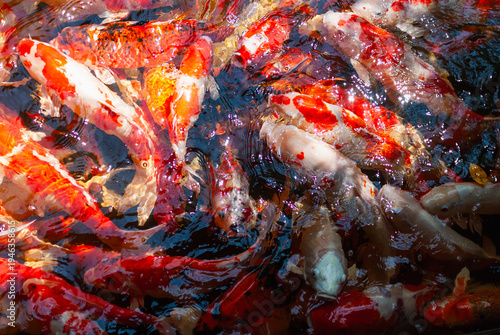 Bild auf Leinwand Dynamic koi fish swimming in vibrant pond nature scene aquatic life environment