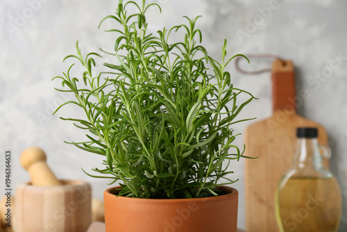 Potted rosemary plant on gr...