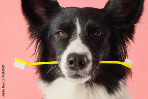 Cute Border Collie dog with...