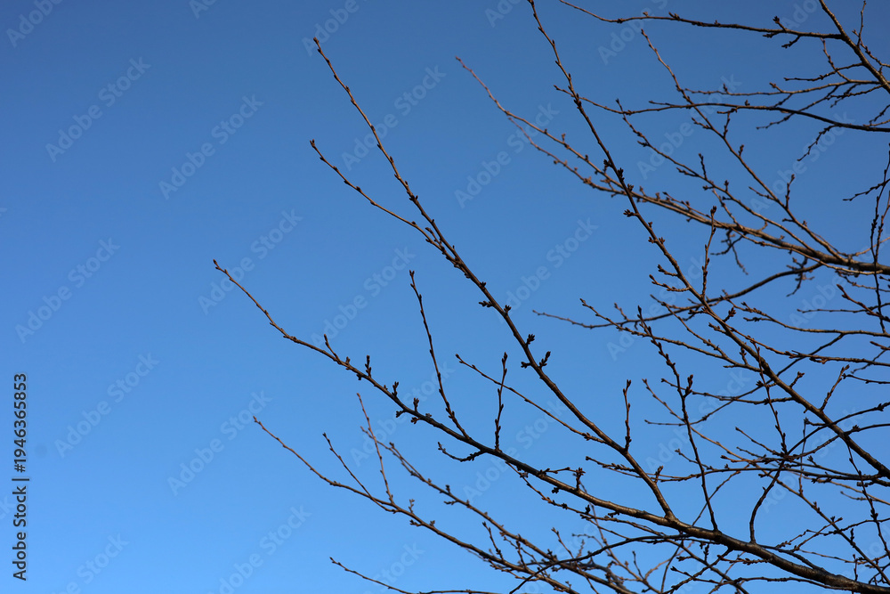 Obraz premium Leafless trees against blue sky in winter