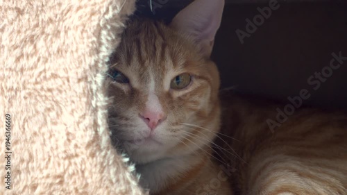 Adorable Orange Cat With Amber Eyes Daydreaming in Cat's House	