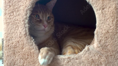 Adorable Orange Cat With Amber Eyes Daydreaming in Cat's House	