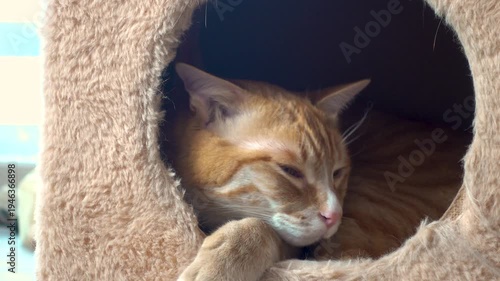 Adorable Orange Cat With Amber Eyes Daydreaming in Cat's House	