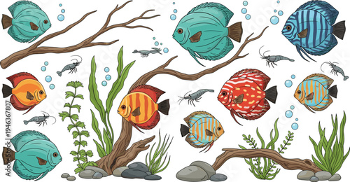 Vector set of colorful discus fish with aquarium plants driftwood shrimp and stones in hand drawn style isolated on white background.