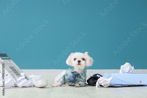 Funny business Maltese dog ...