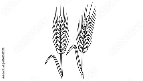 Detailed line art drawing of two stalks of wheat grain to represent agriculture, farming, and natural food production.