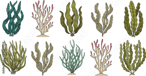 Hand-drawn Seaweed and Marine Plants Illustration with Detailed and Colorful Algae