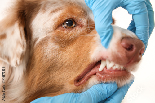 Veterinarian examining teet...