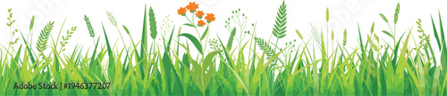Green meadow grass border with wildflowers and plants, natural spring field vegetation banner illustration isolated on white background for eco nature design.