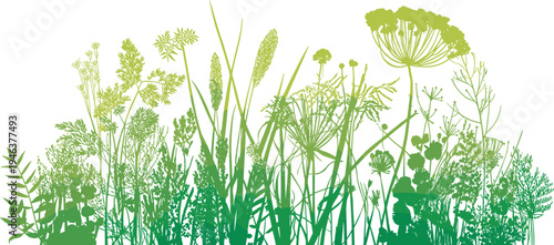Hand-drawn botanical vector illustration featuring a lush meadow with diverse wild herbs, meadow flowers, and various grasses in a gradient green summer nature style.