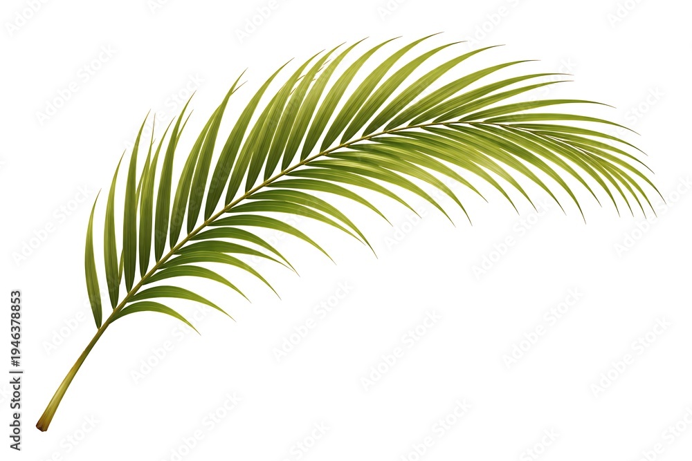 Obraz premium A branch of a palm tree with green leaves isolated on a white background.