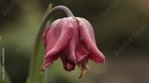 Wilted pink tulip flower close-up, showing bloom's decline and aging process.