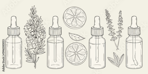 Vintage botanical illustration featuring essential oils citrus and herbal elements