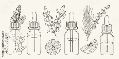 Botanical essential oils and herbs in vintage line art style