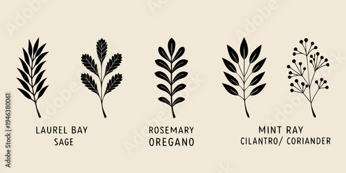 Black and white botanical illustration of various herb leaves and stems
