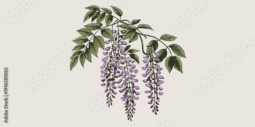 A delicate watercolor illustration of wisteria blossoms and green foliage