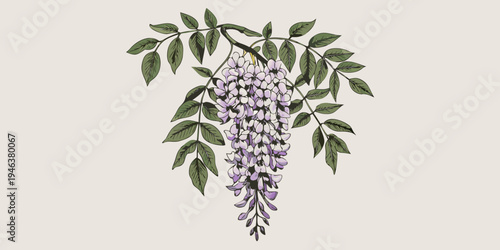 Delicate illustration of a wisteria blossom with lush green foliage
