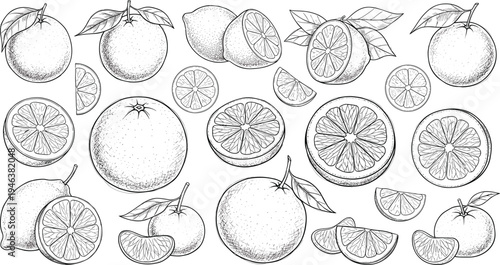 Citrus Fruits Sketch Icon Set with Oranges, Lemons, and Slices in Detailed Line Art Style