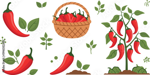Red chili pepper plant and harvest collection with basket leaves and garden elements spicy vegetable vector illustration set