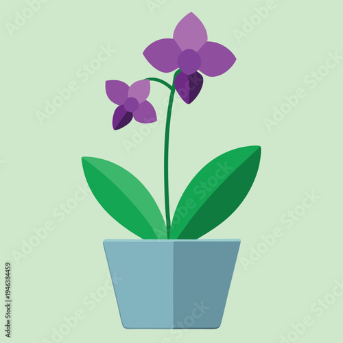 Purple orchid flower