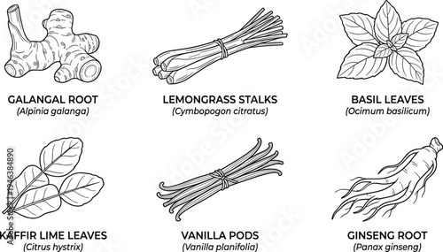 Botanical culinary medicinal ingredients illustration featuring galangal lemongrass basil kaffir lime vanilla ginseng scientific names flat vector illustration
