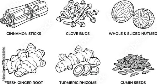 Spices and herbs black and white educational illustration featuring cinnamon clove nutmeg ginger turmeric cumin culinary cooking flat vector illustration