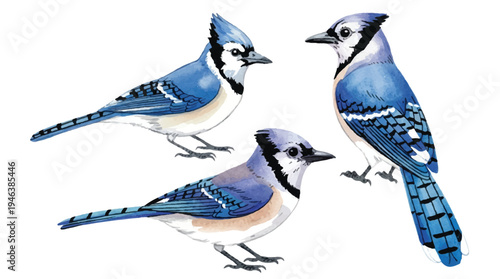 three blue jays standing on white background looking around