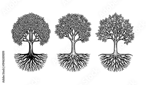 Three Stylized Trees with Decorative Root Systems Black and White Botanical Vector Illustration