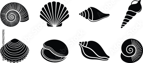 Collection of black and white seashell vector graphics and illustrations