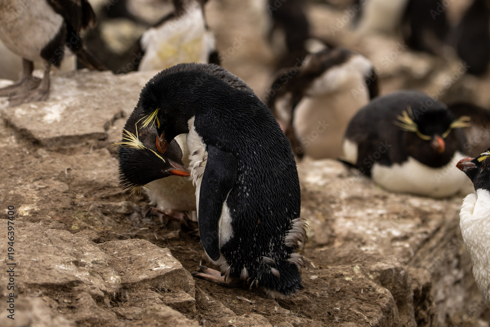 Fototapeta premium Two Southern Rockhopper Penguins (eudyptes chrysocome) grooming one another.