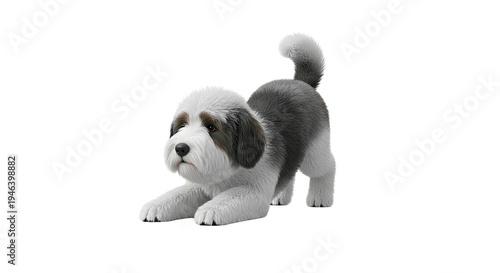 Fluffy Dog in Play Bow Pose