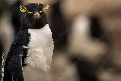 A Southern Rockhopper Penguin (eudyptes chrysocome) Looking at the Camera.
