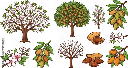 Almond tree growth stages vector illustration set with blooming almond flowers, ripe nuts, branches, leaves and almond fruit isolated botanical elements