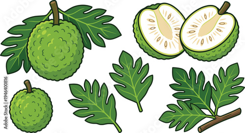 Breadfruit tropical fruit vector illustration set with whole breadfruit, sliced halves and green leaves isolated exotic fruit elements