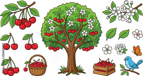 Cherry tree and fruit vector illustration set with ripe cherries, blossoms, leaves, basket of cherries and orchard harvest elements