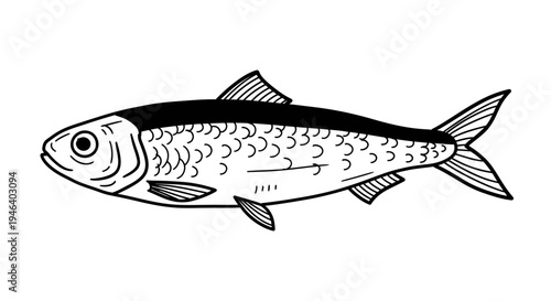 Simple illustration of a fresh sardine fish, black and white line drawing
