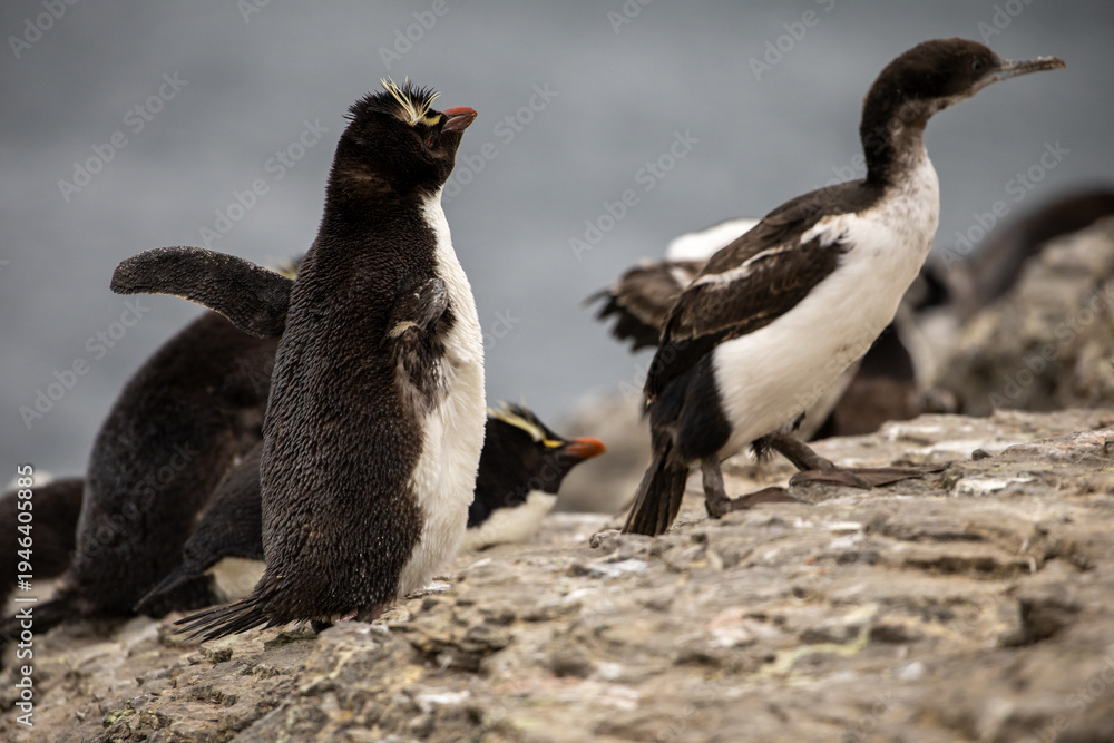 Fototapeta premium A Southern Rockhopper Penguin chick (eudyptes chrysocome).