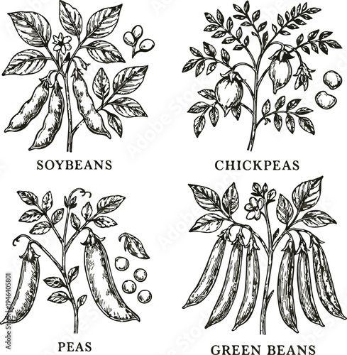 set of various legume plants including soybeans, chickpeas, peas, and green beans doodle vector illustration