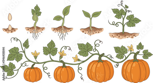 Pumpkin Growth Stages Illustration from Seed to Harvest with Vines, Flowers, and Pumpkins