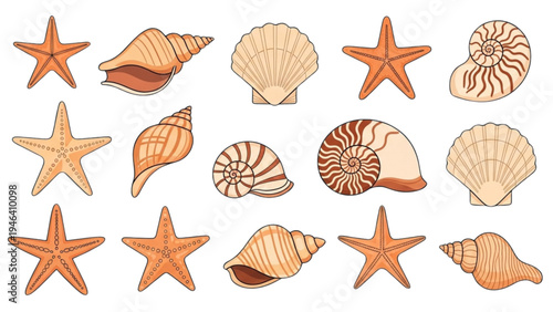 Sea creatures including starfish and seashells on display