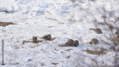 Flock of grey partridge (Perdix perdix) is a bird in the pheasant family Phasianidae looking for food in winter field