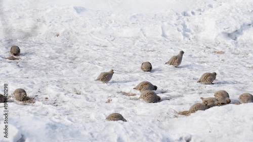 Flock of grey partridge (Perdix perdix) is a bird in the pheasant family Phasianidae looking for food in winter field