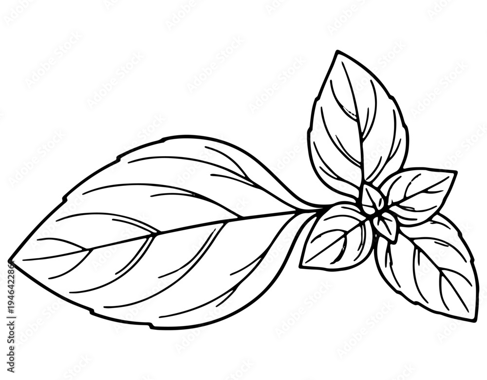 Obraz premium Detailed illustration of a basil leaf with visible veins and serrations