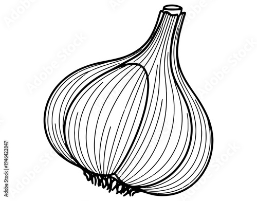 A detailed line drawing of a whole bulbous garlic clove with papery skin

