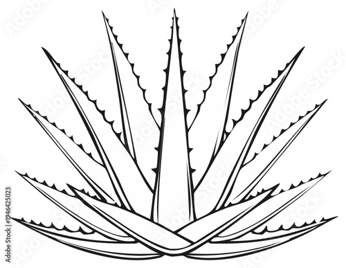 Spiky succulent plant drawing aloe vera herbal medicine illustration