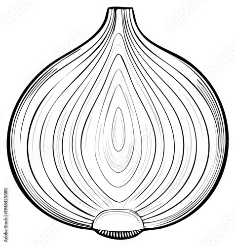 Halved onion line art illustration showing internal layers and rings