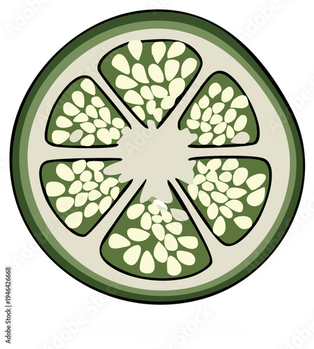 Cross-section illustration of an okra pod, showing seeds and internal structure